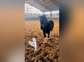 Tinker Mix, Wallach, 11 Jahre, 137 cm, Schecke