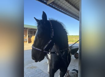 Tinker, Wallach, 11 Jahre, 138 cm, Schecke