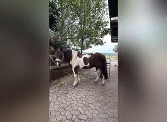 Tinker Mix, Wallach, 11 Jahre, 141 cm, Schecke