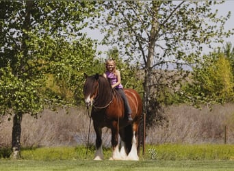 Tinker, Wallach, 11 Jahre, 142 cm, Rotbrauner