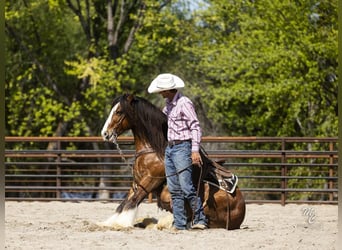 Tinker, Wallach, 11 Jahre, 142 cm, Rotbrauner