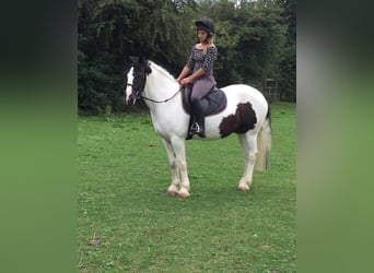 Tinker, Wallach, 11 Jahre, 142 cm, White
