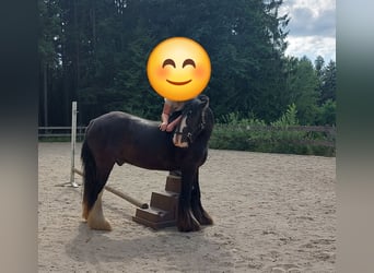 Tinker, Wallach, 11 Jahre, 145 cm, Rappe