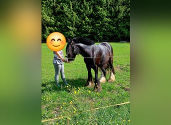 Tinker, Wallach, 11 Jahre, 145 cm, Rappe