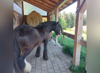 Tinker, Wallach, 11 Jahre, 145 cm, Rappe