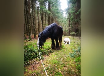 Tinker, Wallach, 11 Jahre, 145 cm, Rappe