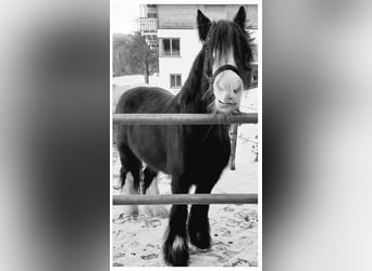 Tinker, Wallach, 11 Jahre, 145 cm, Rappe