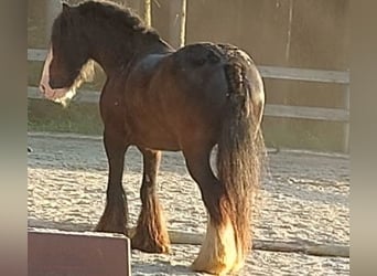 Tinker, Wallach, 11 Jahre, 145 cm, Rappe