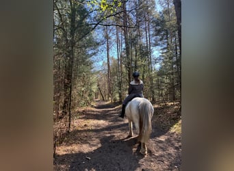 Tinker, Wallach, 11 Jahre, 147 cm, Schimmel