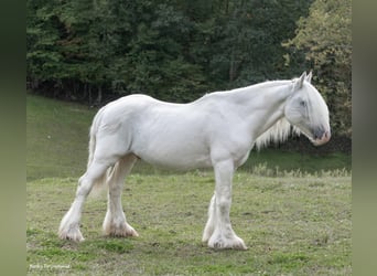 Tinker, Wallach, 11 Jahre, 147 cm, Schimmel