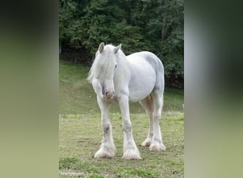 Tinker, Wallach, 11 Jahre, 147 cm, Schimmel
