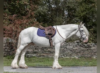 Tinker, Wallach, 11 Jahre, 147 cm, Schimmel