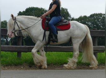 Tinker, Wallach, 11 Jahre, 148 cm, Schimmel