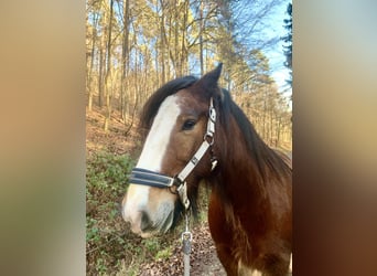 Tinker, Wallach, 11 Jahre, 149 cm