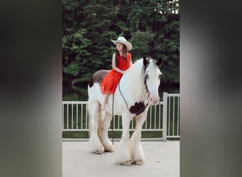Tinker, Wallach, 11 Jahre, 150 cm, Schecke