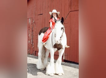Tinker, Wallach, 11 Jahre, 150 cm, Schecke
