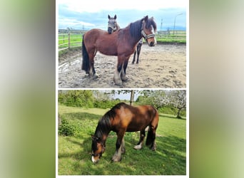 Tinker, Wallach, 11 Jahre, 152 cm, Brauner