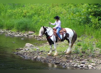 Tinker, Wallach, 11 Jahre, 152 cm, Schecke