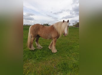 Tinker, Wallach, 11 Jahre, 153 cm, Palomino