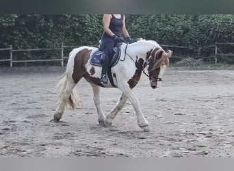 Tinker, Wallach, 11 Jahre, 154 cm, Schecke