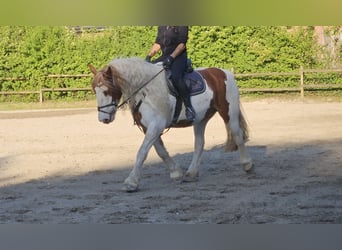Tinker, Wallach, 11 Jahre, 154 cm, Schecke