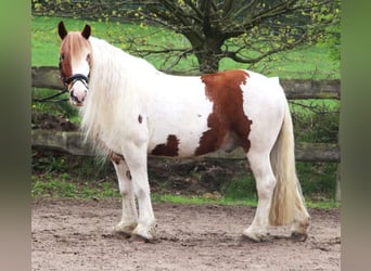 Tinker, Wallach, 11 Jahre, 154 cm, Schecke