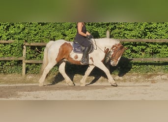 Tinker, Wallach, 11 Jahre, 154 cm, Schecke