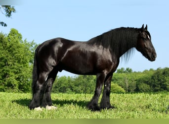 Tinker Mix, Wallach, 11 Jahre, 155 cm, Rappe