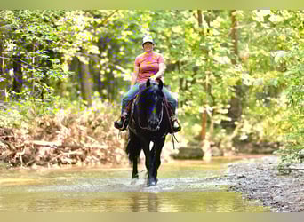 Tinker Mix, Wallach, 11 Jahre, 155 cm, Rappe