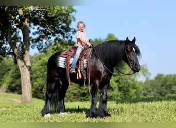 Tinker Mix, Wallach, 11 Jahre, 155 cm, Rappe