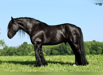 Tinker Mix, Wallach, 11 Jahre, 155 cm, Rappe