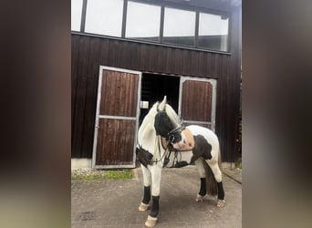 Tinker Mix, Wallach, 11 Jahre, 158 cm