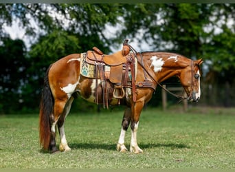 Tinker, Wallach, 11 Jahre, Overo-alle-Farben