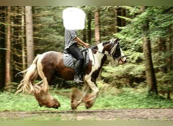 Tinker, Wallach, 12 Jahre, 135 cm, Schecke