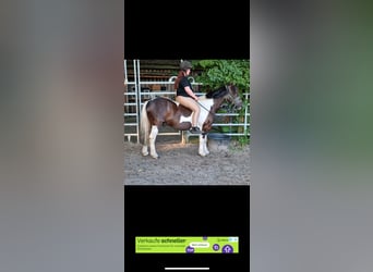 Tinker, Wallach, 12 Jahre, 136 cm, Schwarzbrauner