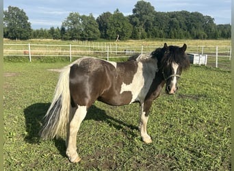 Tinker, Wallach, 12 Jahre, 136 cm, Schwarzbrauner