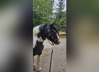 Tinker, Wallach, 12 Jahre, 140 cm