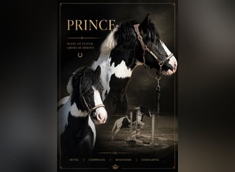 Tinker, Wallach, 12 Jahre, 140 cm