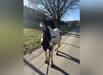 Tinker, Wallach, 12 Jahre, 140 cm