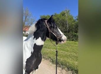 Tinker, Wallach, 12 Jahre, 140 cm