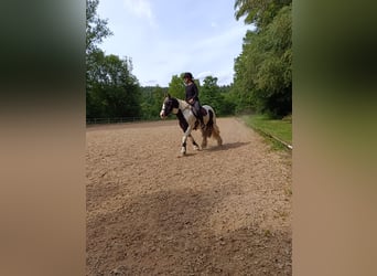 Tinker, Wallach, 12 Jahre, 140 cm