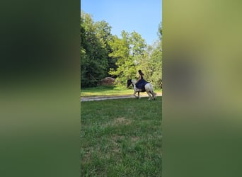 Tinker, Wallach, 12 Jahre, 140 cm