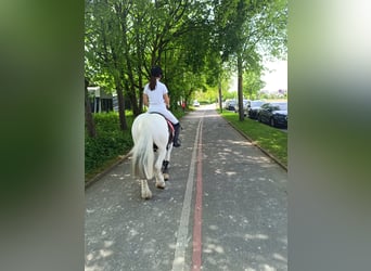 Tinker, Wallach, 12 Jahre, 140 cm