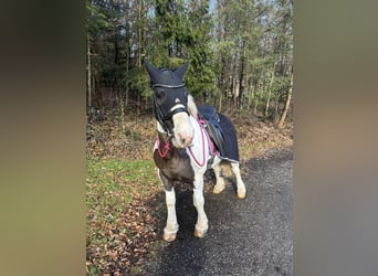 Tinker, Wallach, 12 Jahre, 140 cm