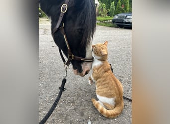 Tinker, Wallach, 12 Jahre, 140 cm