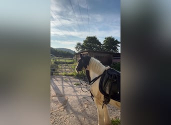 Tinker, Wallach, 12 Jahre, 140 cm