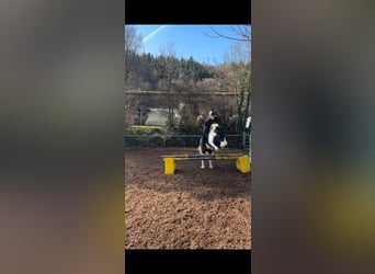 Tinker, Wallach, 12 Jahre, 140 cm