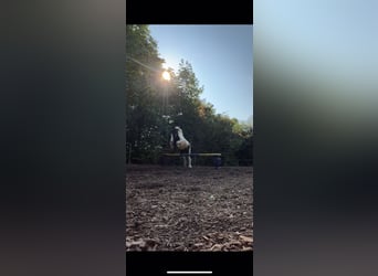 Tinker, Wallach, 12 Jahre, 140 cm