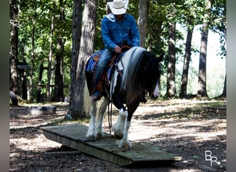 Tinker, Wallach, 12 Jahre, 142 cm, Tobiano-alle-Farben