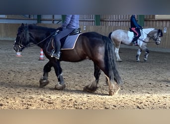 Tinker, Wallach, 12 Jahre, 145 cm, Rappe